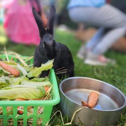 Bunny Gurus