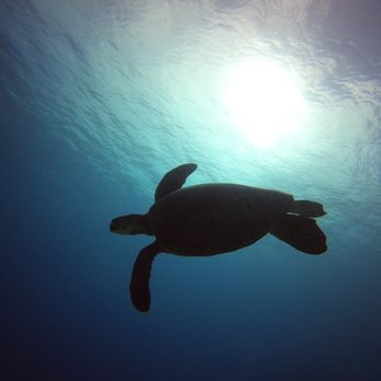 Reef Pirates Diving - Scuba Diving Near Me - Honolulu, Hawaii