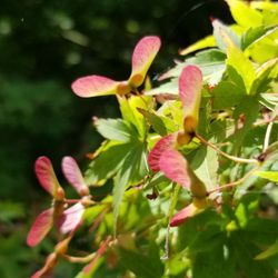 Berylwood Tree Farm - Japanese maple (Acer palmatum)