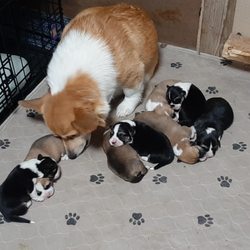 Rose Veterinary Hospital - Corgi litter