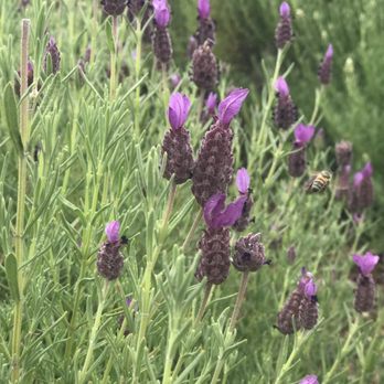 Ali'i Kula Lavender - Tours Near Me - Kula, Hawaii