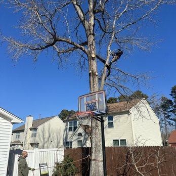 MD Tree Service - Tree Services Near Me - Henrico, Virginia MD Tree Service - Tree Services Near Me - Henrico, Virginia