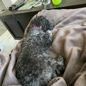District Dogs - This is the same day I picked up T'Challa. She literally laid around all day long and would not play. - Pet Boarding Near Me - Washington, DC, District of Columbia District Dogs - This is the same day I picked up T'Challa. She literally laid around all day long and would not play. - Pet Boarding Near Me - Washington, DC, District of Columbia