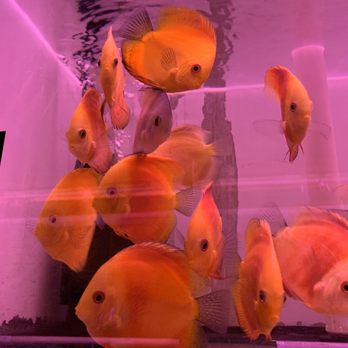 DD Fish-Pets - Local Fish Stores Near Me - Santa Ana, California