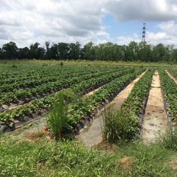 Froberg's Farm - Strawberry fields forever! - Pick Your Own Farms Near Me - Alvin, Texas Froberg's Farm - Strawberry fields forever! - Pick Your Own Farms Near Me - Alvin, Texas