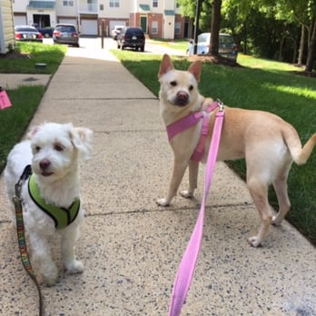 Sterling Dog Walking - Dog Walkers Near Me - Sterling, Virginia Sterling Dog Walking - Dog Walkers Near Me - Sterling, Virginia