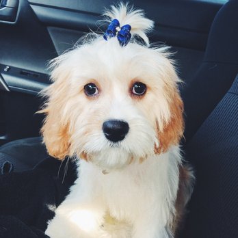 Creatures Great & Small - Puppy cut - Pet Training Near Me - Charlottesville, Virginia