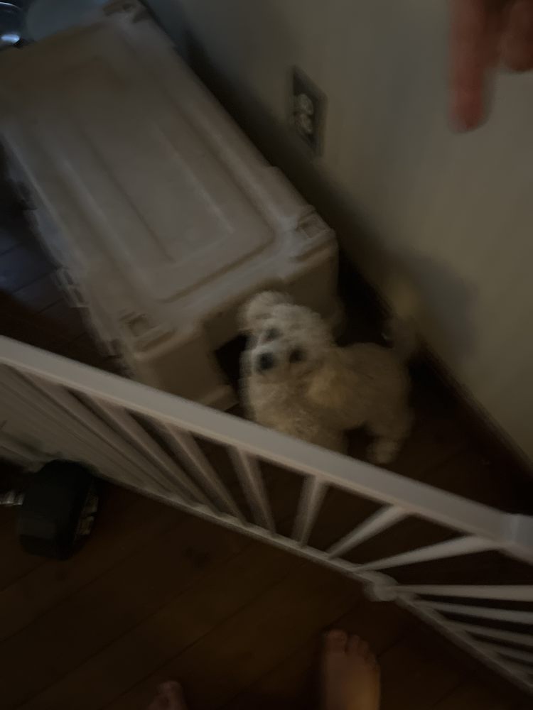 DOG DAYCARE Updated June 2024 Mason, Ohio Pet Sitting Phone