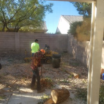 Nevada Tree Service - Tree Services Near Me - Las Vegas, Nevada