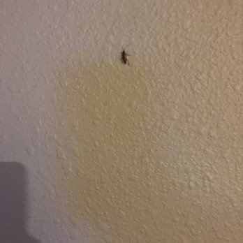 woodspring suites ocala - Cockroach on wall - Hotels Near Me - Ocala, Florida woodspring suites ocala - Cockroach on wall - Hotels Near Me - Ocala, Florida