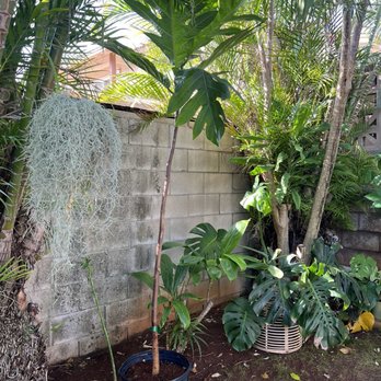 Happy Plants Nursery - Nurseries & Gardening Near Me - Waimanalo, Hawaii