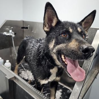 Valley County Pet Resort - Pet Boarding Near Me - Cascade, Idaho Valley County Pet Resort - Pet Boarding Near Me - Cascade, Idaho