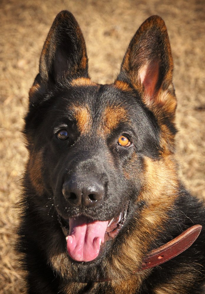 ICNDF Dog Training Center Image