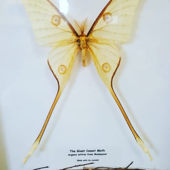 Bug & Reptile Museum - One of the preserved specimens at the Bug Museum - Museums Near Me - Bremerton, Washington