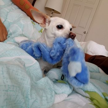 Puppy & I - Pet Groomers Near Me - Los Angeles, California
