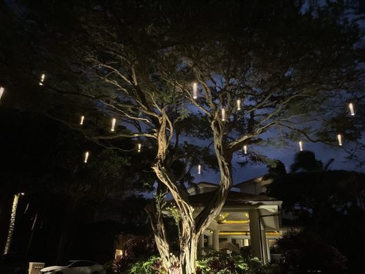 Cane & Canoe by null