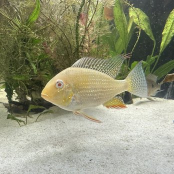 Stacey’s Pets - Albino heckeli - Local Fish Stores Near Me - Hilo, Hawaii