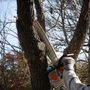 Photo of Aguilar Tree Service