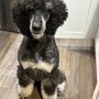Photo of Pacific Doodles