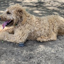 Tails 'N Trails - Chillin in the mud