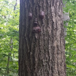 Wanaque Reservoir - Found this when we wandered off the trail.