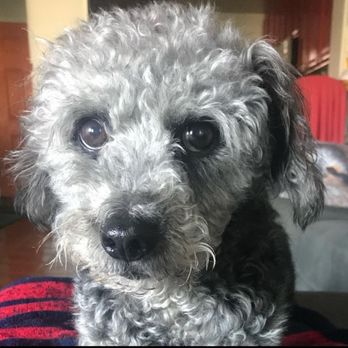 Pets At Peace - Pet Hospice Near Me Pets At Peace - Pet Hospice Near Me