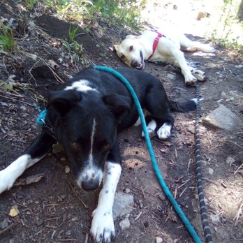Cibola National Forest - Two happy, tired dogs from all the hiking @ Cibola! - Parks Near Me - Albuquerque, New Mexico