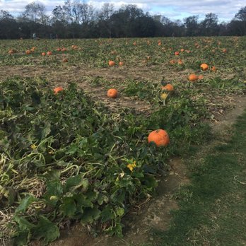 Stakey’s Pumpkin Farm - Pumpkin Patches Near Me - Riverhead, New York Stakey’s Pumpkin Farm - Pumpkin Patches Near Me - Riverhead, New York
