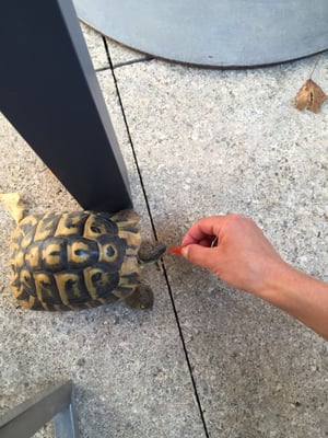 Ca'n Moragues by null