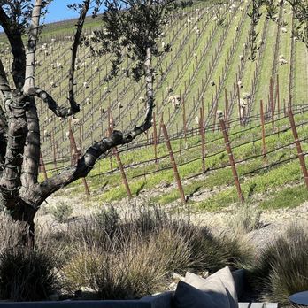 Booker Vineyard - Sheep mowing the vineyards - Wineries Near Me - Paso Robles, California Booker Vineyard - Sheep mowing the vineyards - Wineries Near Me - Paso Robles, California