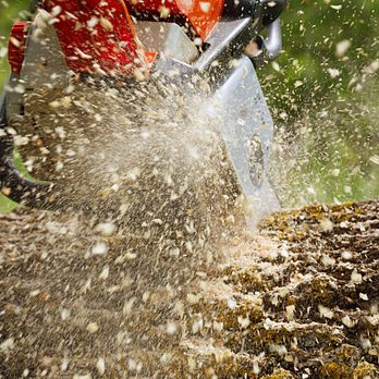 Mark's Tree & Stump Removal - Tree Services Near Me - Roanoke, Virginia