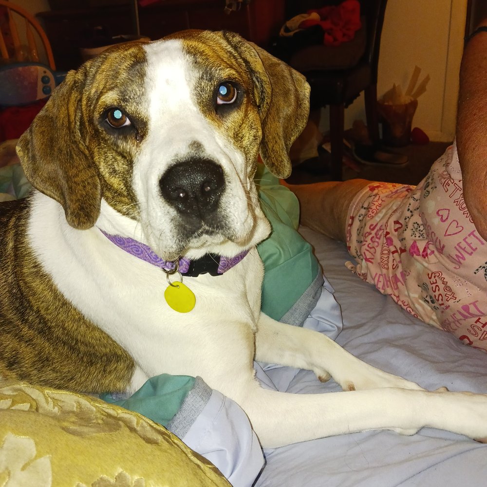 Stephs Doggy Care - pet boarding facility in Wichita, KS
