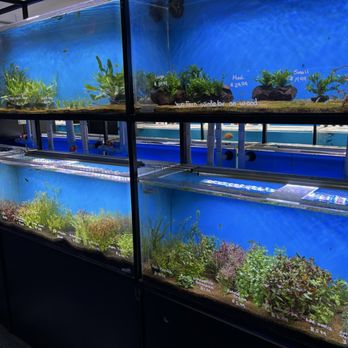 Exotic Aquarium - Part of their plant selection! - Local Fish Stores Near Me - Sacramento, California Exotic Aquarium - Part of their plant selection! - Local Fish Stores Near Me - Sacramento, California