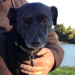 Michael's Dogs - " Being a really big dog I have to protect Michael." Rudy.