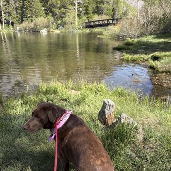 Tamarack Lodge & Resort - Molly's morning walk! - Hotels Near Me - Mammoth Lakes, California Tamarack Lodge & Resort - Molly's morning walk! - Hotels Near Me - Mammoth Lakes, California