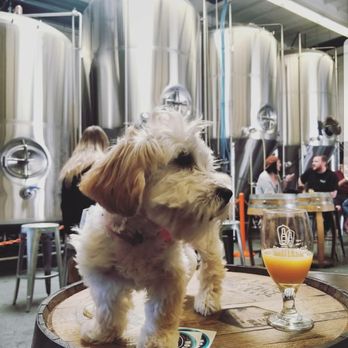 Bottle Logic Brewing - Sofie's 2nd Brewery! - Breweries Near Me - Anaheim, California Bottle Logic Brewing - Sofie's 2nd Brewery! - Breweries Near Me - Anaheim, California