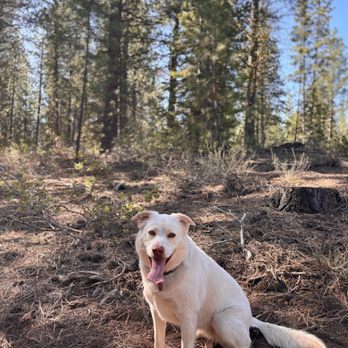 Woofworks - Happy dogs hang out in the woods - Dog Walkers Near Me Woofworks - Happy dogs hang out in the woods - Dog Walkers Near Me