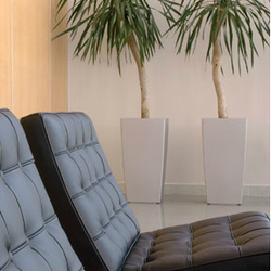 Evergreen Plant Service - San Jose Interior Plant Maintenance
