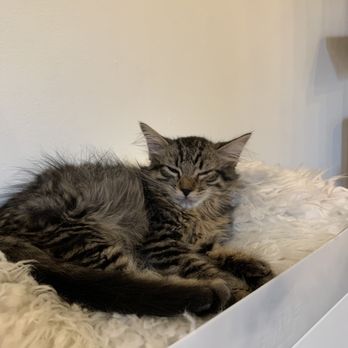 NEKO: A Cat Cafe - Moon shine:) - Themed Cafes Near Me - Seattle, Washington NEKO: A Cat Cafe - Moon shine:) - Themed Cafes Near Me - Seattle, Washington