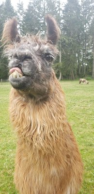 Vashon Llamas by null