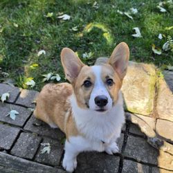 A.R.F.-Animal Rescue Foundation