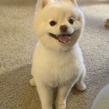 Diane's Dog Grooming - Teddy bear cut 2 - Pet Groomers Near Me - Camarillo, California Diane's Dog Grooming - Teddy bear cut 2 - Pet Groomers Near Me - Camarillo, California