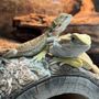 Photo of Whitie's Pets