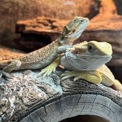 Whitie's Pets