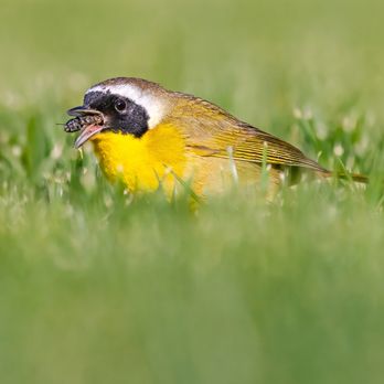 San Joaquin Marsh Wildlife Sanctuary - Common Yellowthroat caught a fly | IG @moniquedao - Parks Near Me - Irvine, California San Joaquin Marsh Wildlife Sanctuary - Common Yellowthroat caught a fly | IG @moniquedao - Parks Near Me - Irvine, California