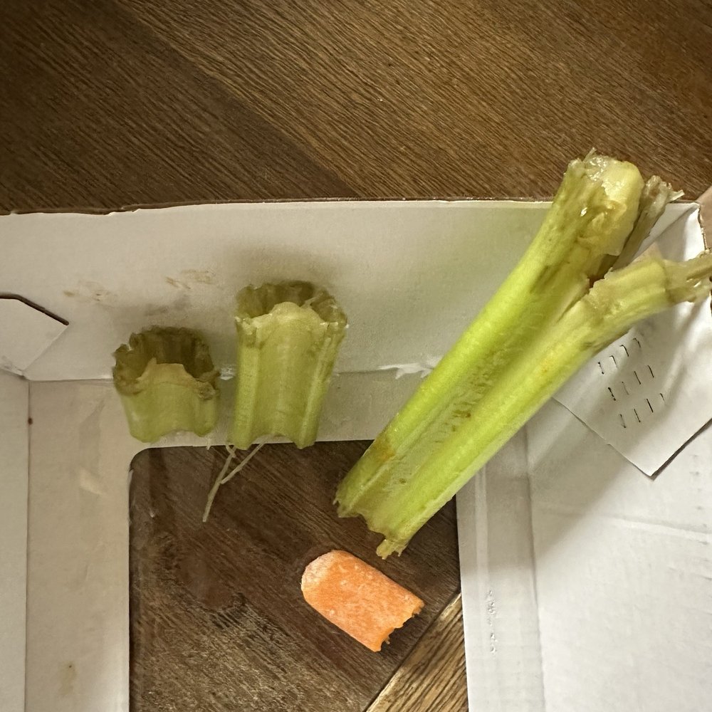 Buffalo Wild Wings - All three orders of celery looked like this... this was just from my order. That's not sauce, that's decaying, brown celery. - Chicken Wings Near Me - Glendale, California Buffalo Wild Wings - All three orders of celery looked like this... this was just from my order. That's not sauce, that's decaying, brown celery. - Chicken Wings Near Me - Glendale, California