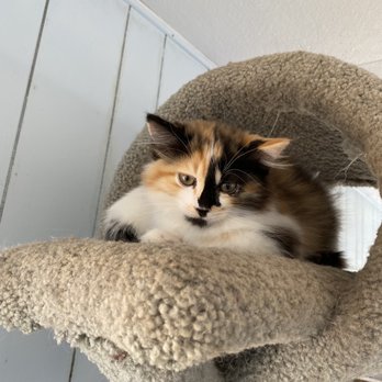 Paw Parent Animal Sanctuary - This is the Calico female - Animal Shelters Near Me