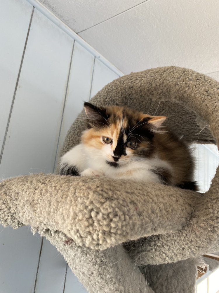 PAW PARENT ANIMAL SANCTUARY Updated August 2024 13 Reviews