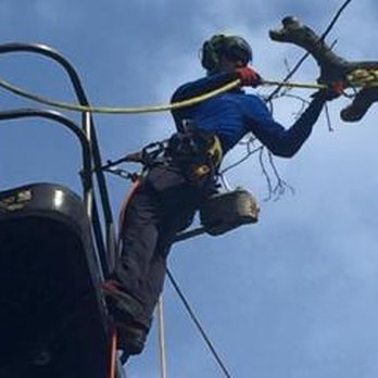 McAllister Tree Service - McAllister Tree Service - Tree Services Near Me - Cornelia, Georgia