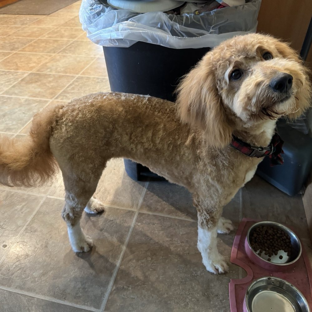 Petco - Completely shaved... what is even going on with her tail. All of her curls are gone! - Pet Stores Near Me - Turlock, California Petco - Completely shaved... what is even going on with her tail. All of her curls are gone! - Pet Stores Near Me - Turlock, California